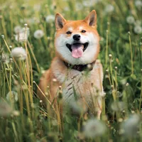 Nástěnný kalendář poznámkový 2027 Notique Happy Doge, 30 x 30 cm (7)