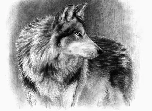 Malování skicovacími tužkami 39x28,5 cm - Vlk