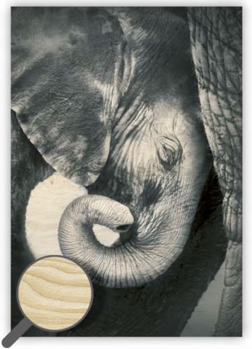 Dřevěný obraz Helma - Little Elephant