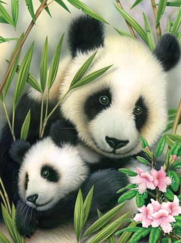 Malování podle čísel 22x30 cm- Pandy