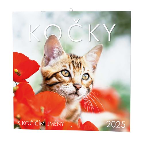 Nástěnný kalendář 2025 Baloušek čtvercový - Kočky