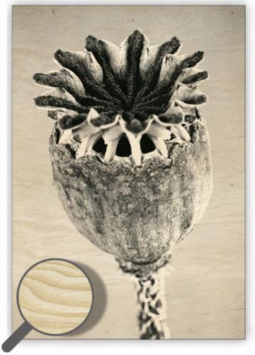 Dřevěný obraz Helma - Poppyhead