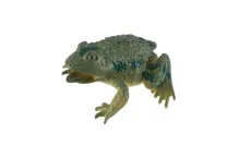 Žába 7 × 7 cm - mix motivů (7)