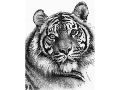 Malování skicovacími tužkami 22x28 cm - Tygr