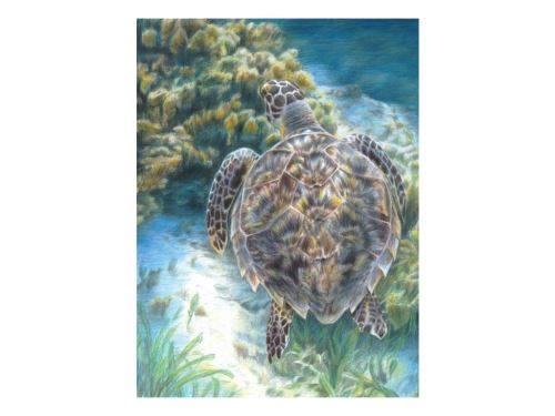 Malování podle čísel PASTELKAMI 22x28cm - Mořská želva
