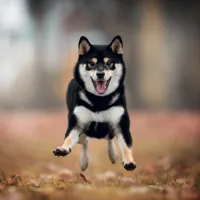 Nástěnný kalendář poznámkový 2027 Notique Happy Doge, 30 x 30 cm (12)