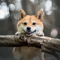 Nástěnný kalendář poznámkový 2027 Notique Happy Doge, 30 x 30 cm (3)