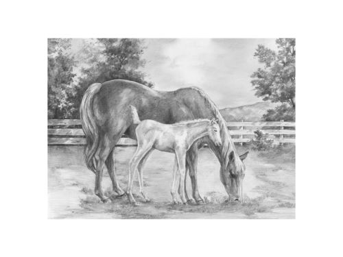 Malování skicovacími tužkami 39x28,5 cm - Kůň a hříbě