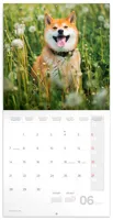 Nástěnný kalendář poznámkový 2027 Notique Happy Doge, 30 x 30 cm (1)