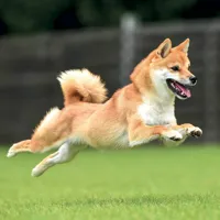 Nástěnný kalendář poznámkový 2027 Notique Happy Doge, 30 x 30 cm (10)