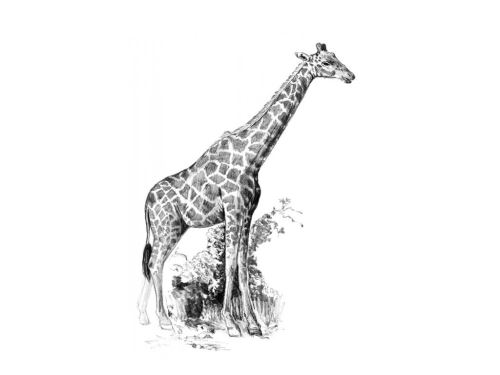 Malování skicovacími tužkami 12,5x17,5 cm - Žirafa