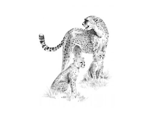 Malování skicovacími tužkami 22x28 cm - Gepardí rodinka