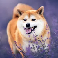 Nástěnný kalendář poznámkový 2027 Notique Happy Doge, 30 x 30 cm (8)