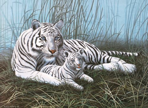 Malování podle čísel 30x40 cm- Bílý tygr s mládětem