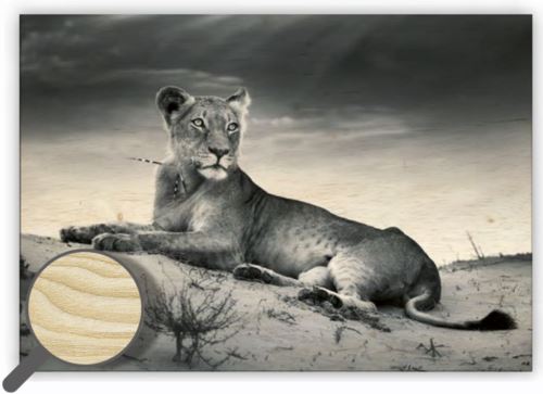 Dřevěný obraz Helma - Lioness