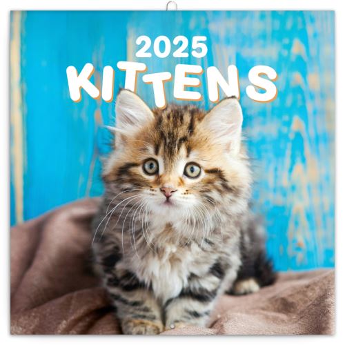 Nástěnný poznámkový kalendář Presco Group 2025 - Koťata, 30 x 30 cm - BEZ ČEŠTINY