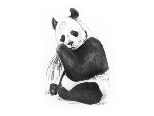 Malování skicovacími tužkami 12,5x17,5 cm - Panda