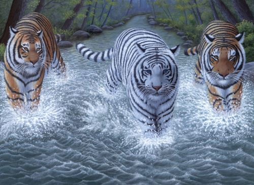 Malování podle čísel 30x40 cm - Tři tygři