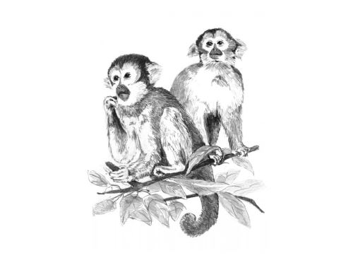 Malování SKICOVACÍMI TUŽKAMI - Opičky