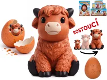 Skotský náhorní skot líhnoucí a rostoucí Skotský náhorní skot líhnoucí a rostoucí