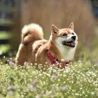 Nástěnný kalendář poznámkový 2027 Notique Happy Doge, 30 x 30 cm (6)