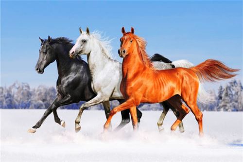 Diamantový obrázek 30x40cm - Arabské koně