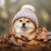Nástěnný kalendář poznámkový 2027 Notique Happy Doge, 30 x 30 cm (11)