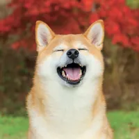 Nástěnný kalendář poznámkový 2027 Notique Happy Doge, 30 x 30 cm (9)